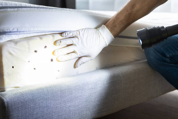 Best Wasp Removal Services  in Jasonville, IN