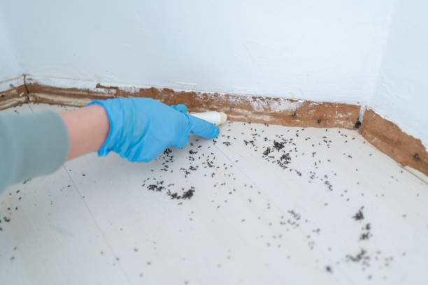 Best Ant Control Services  in Jasonville, IN